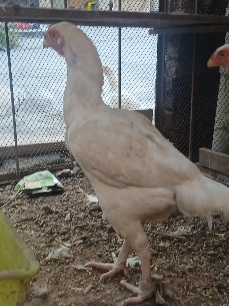 Aseel female for sale 5 pieces 03419129910 — photo 5