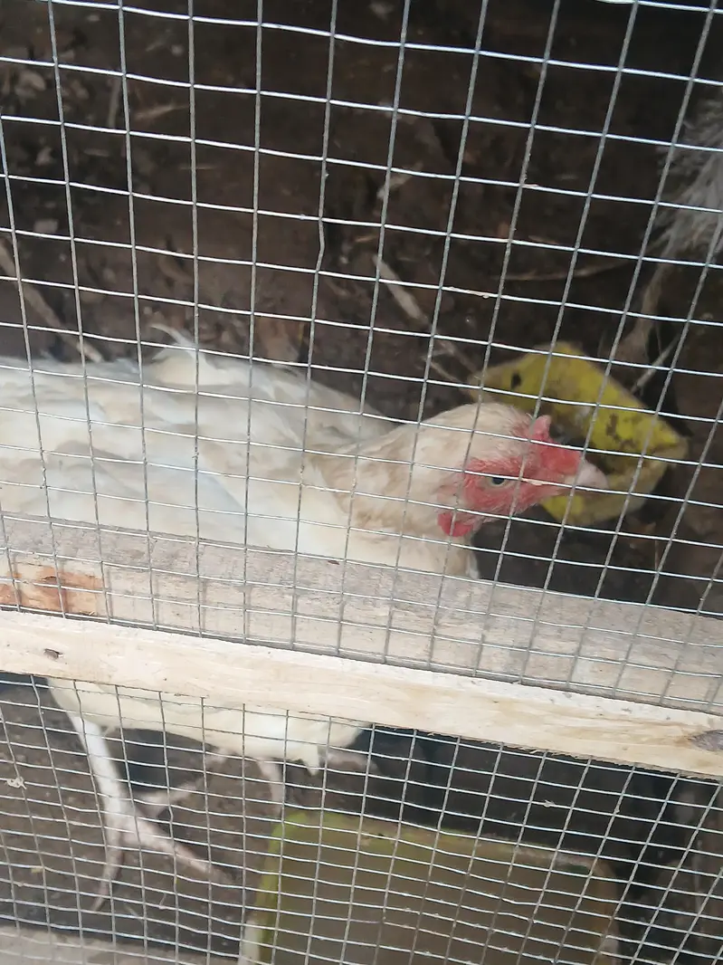 Aseel female for sale 5 pieces 03419129910 — photo 6