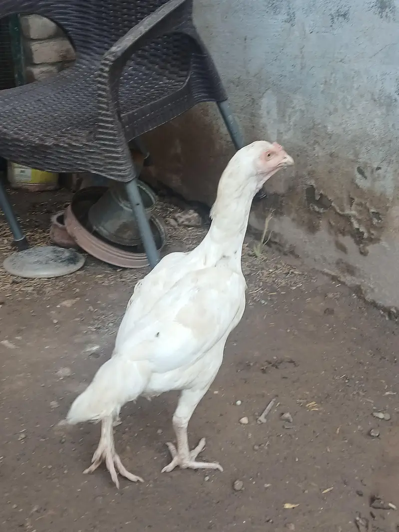 Aseel female for sale 5 pieces 03419129910 — photo 7