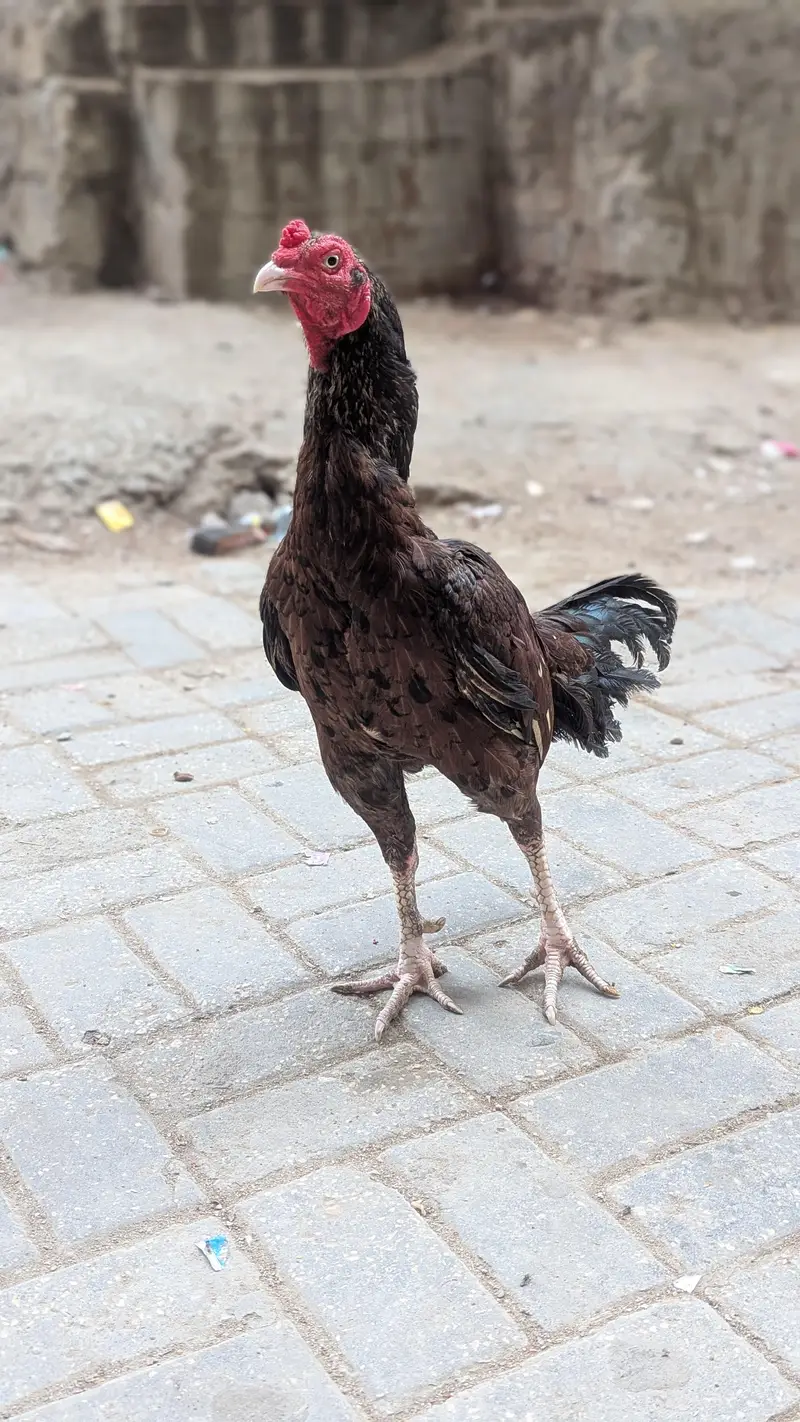 Asalamalikum Madia Murgha For sale High Quality — photo 3