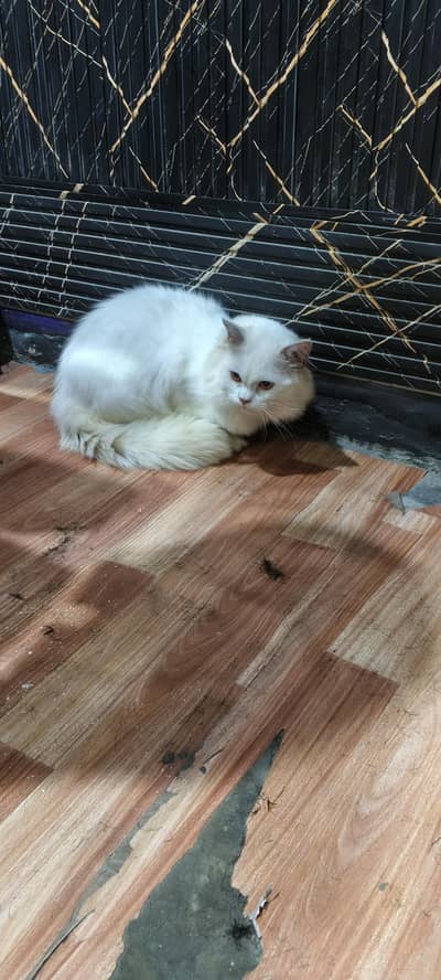 male cat for sale