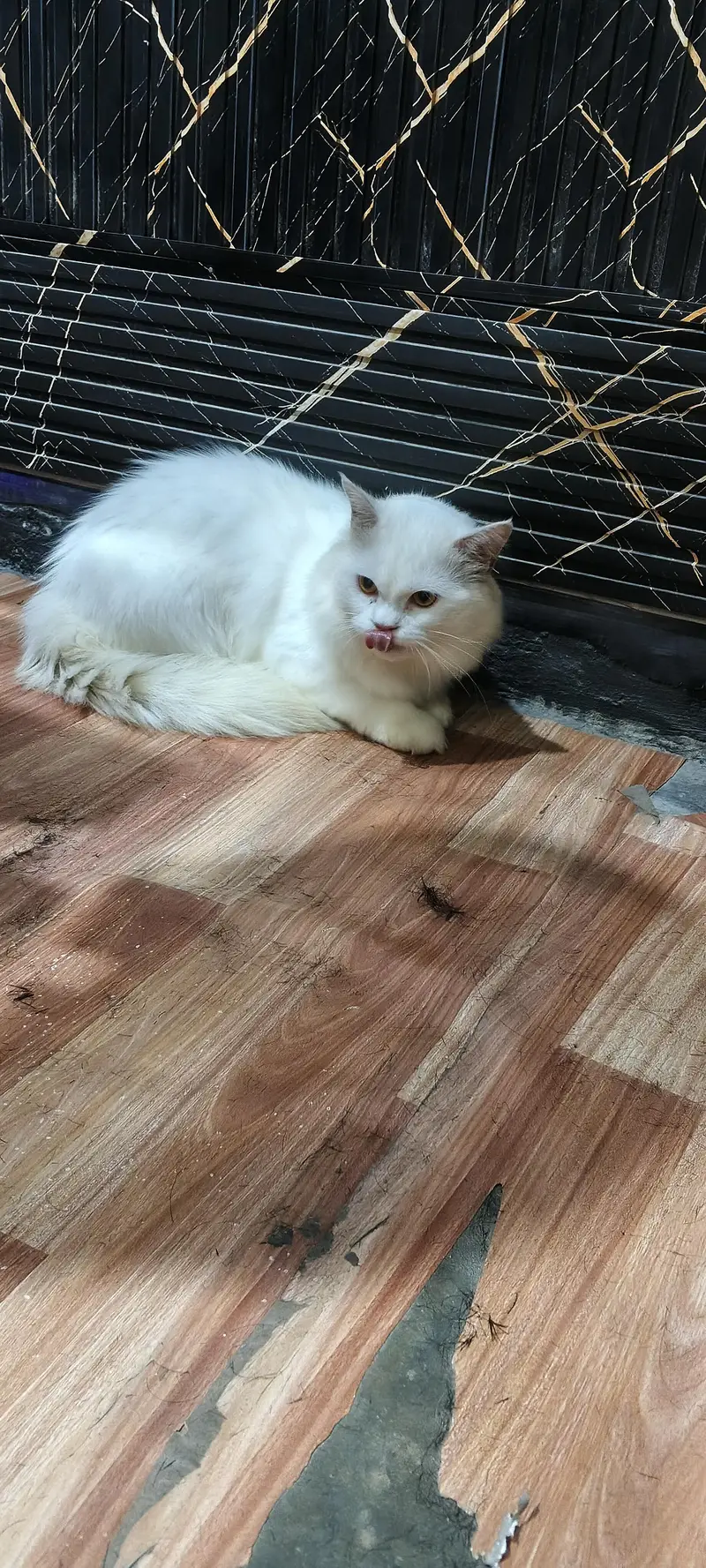 male cat for sale — photo 2