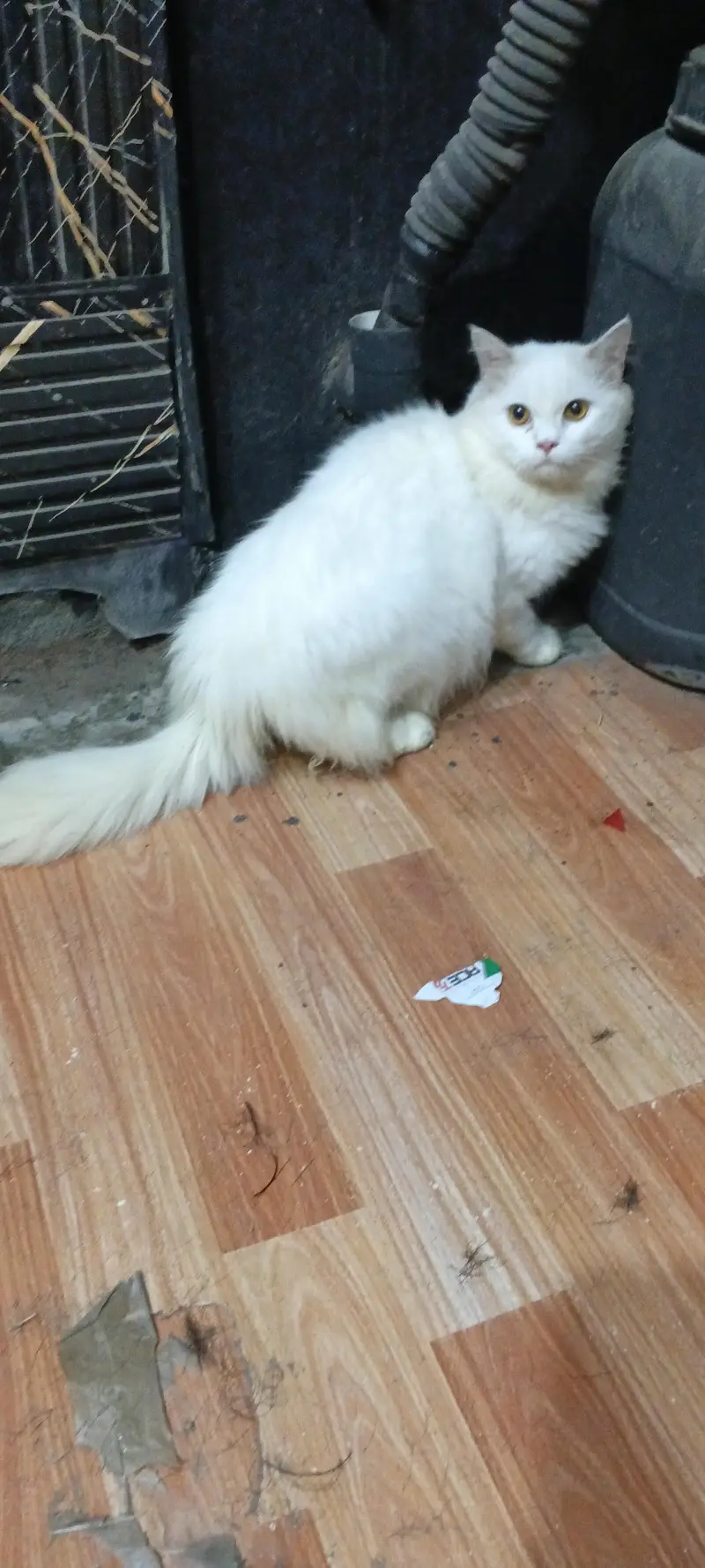 male cat for sale — photo 3