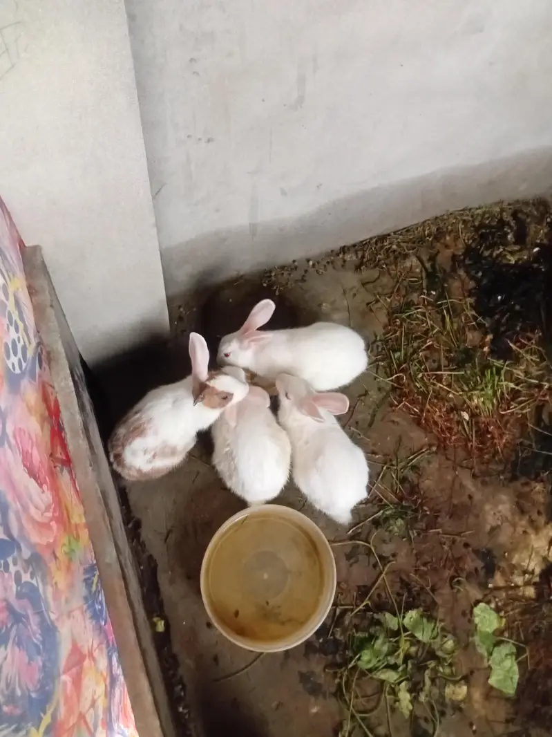 rabitts urgent sale — photo 2