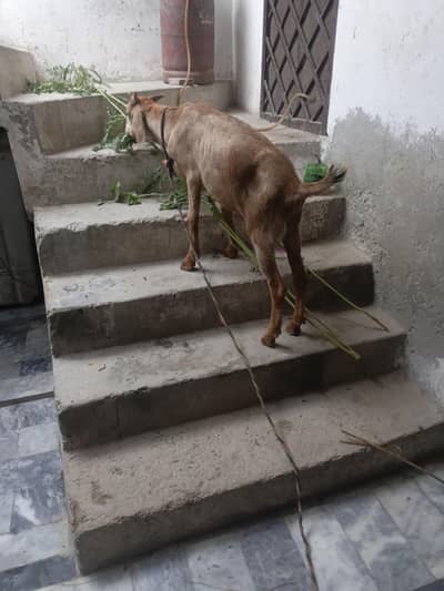 bakra for sale