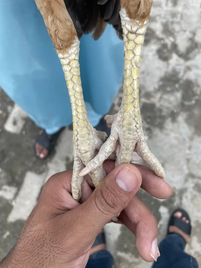Mianwali Aseel — photo 5
