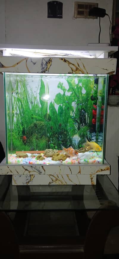 Fish Equirium
