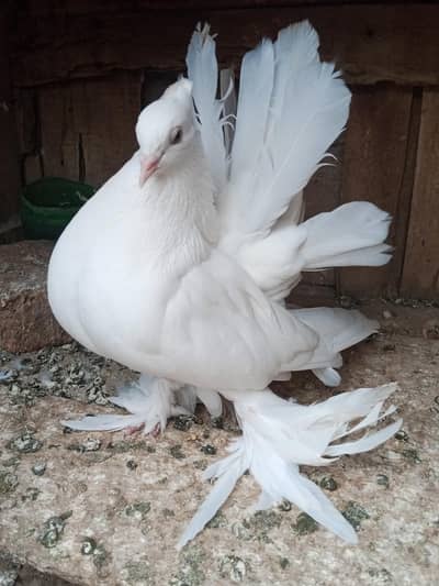 mix quality birds