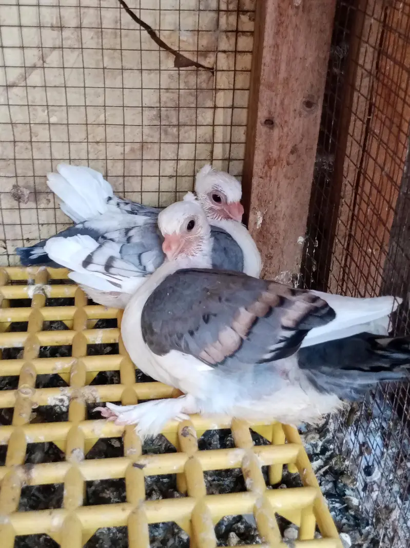 mix quality birds — photo 2