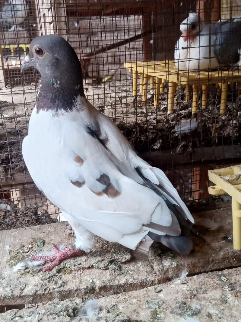 mix quality birds — photo 3