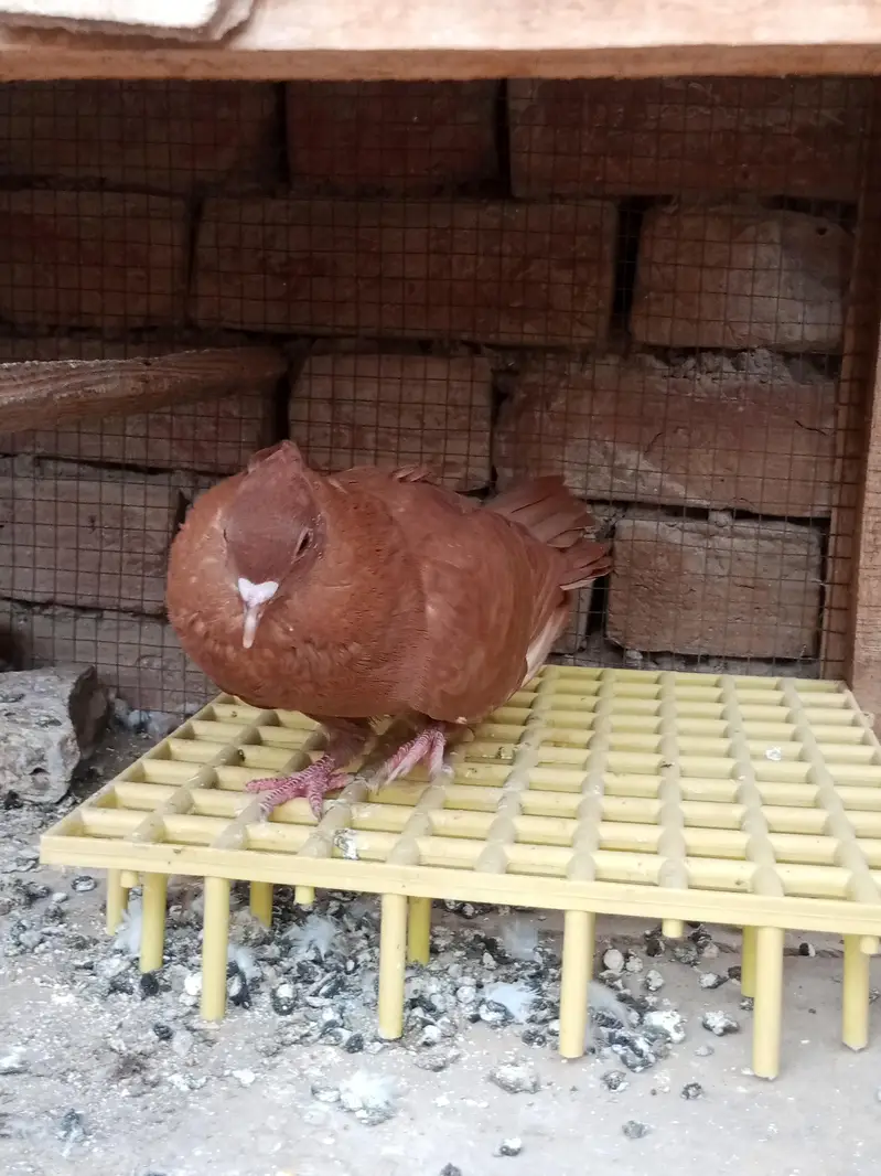 mix quality birds — photo 4