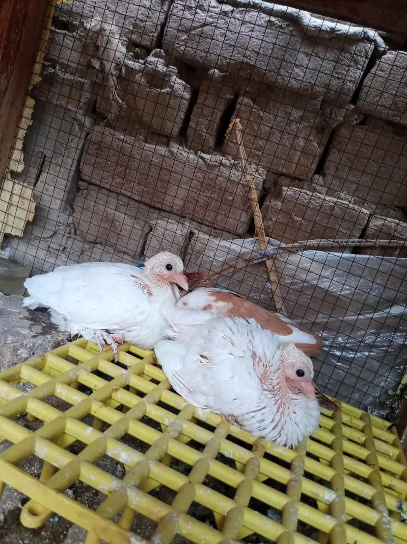 mix quality birds — photo 5