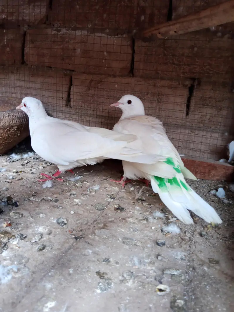 mix quality birds — photo 6