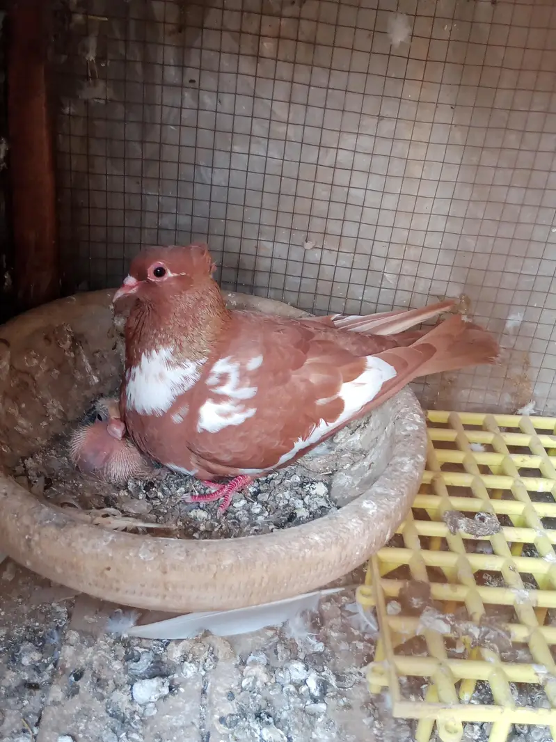 mix quality birds — photo 7