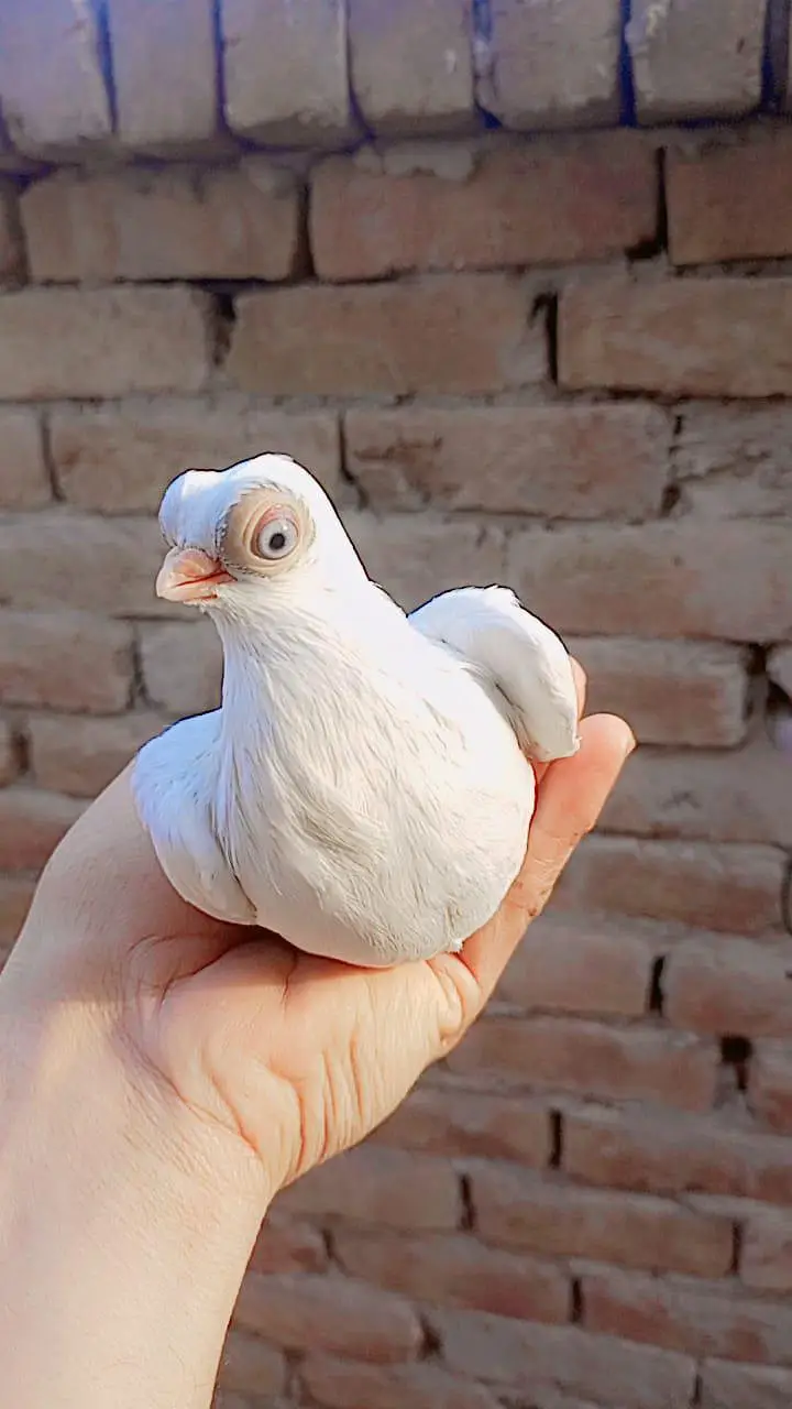 mix quality birds — photo 8
