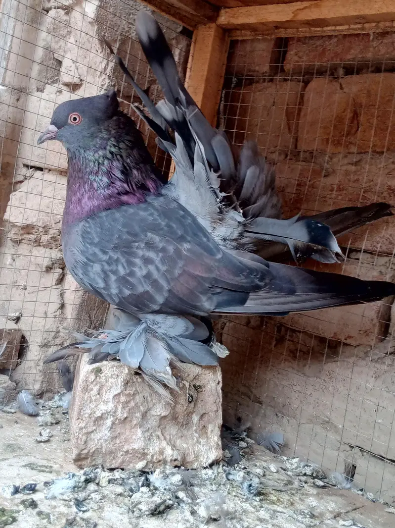 mix quality birds — photo 9
