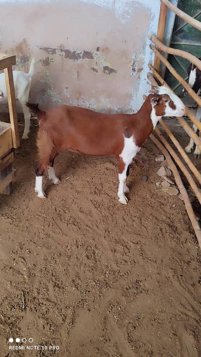 Teddy Goats l Abluck Teddy goats