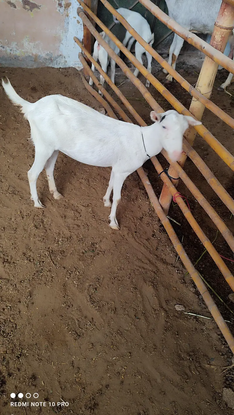 Teddy Goats l Abluck Teddy goats — photo 2