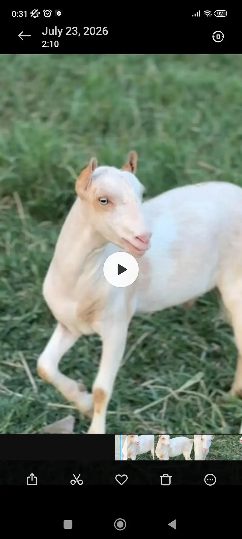 Teddy Goats l Abluck Teddy goats — photo 3