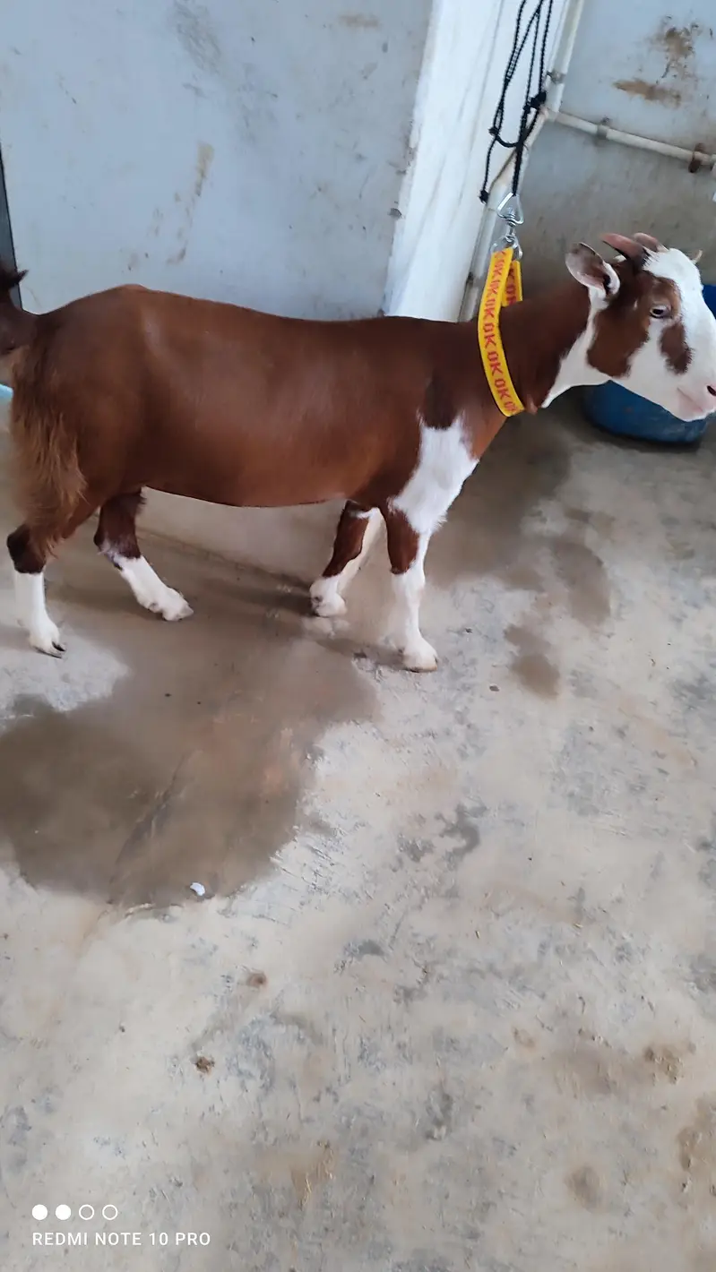 Teddy Goats l Abluck Teddy goats — photo 4