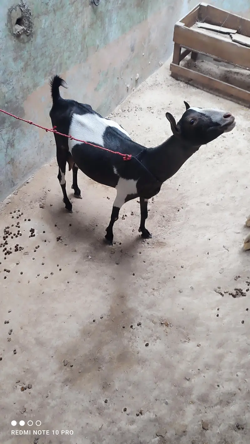 Teddy Goats l Abluck Teddy goats — photo 5