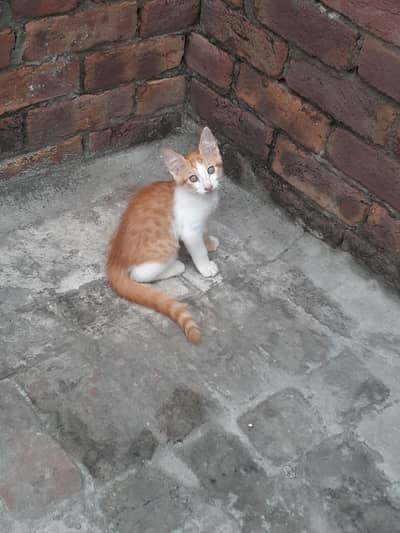 3 male kittens pair