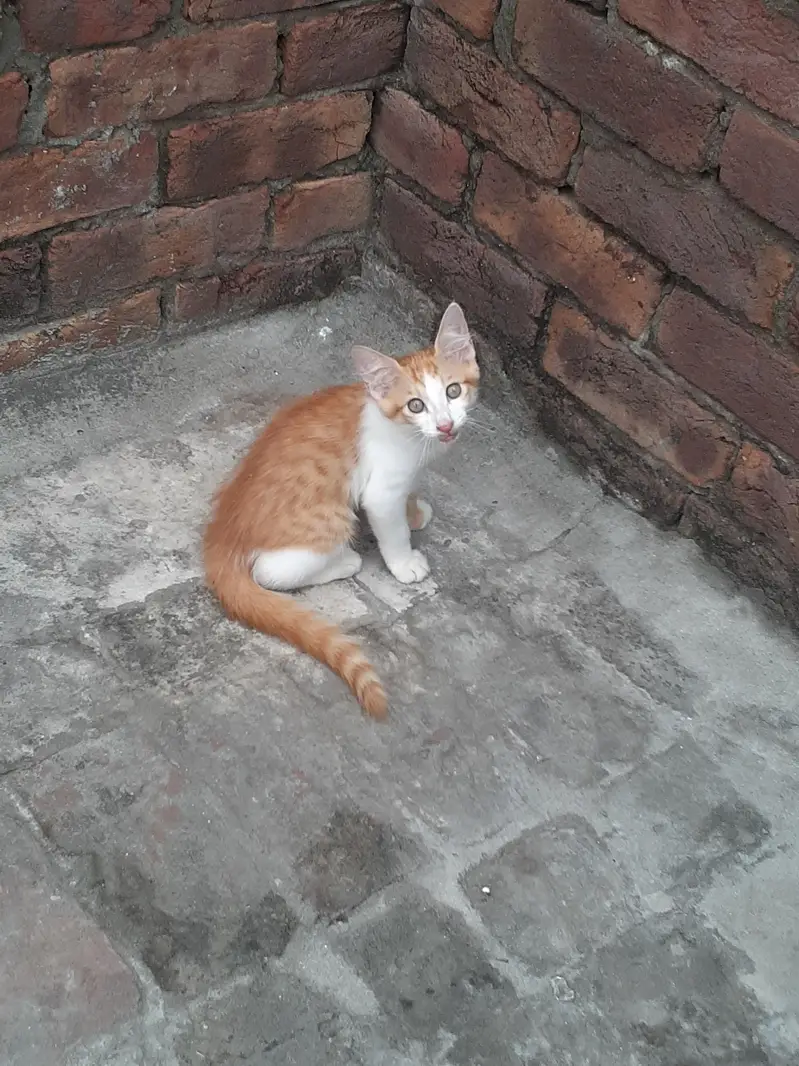 3 male kittens pair — photo 2