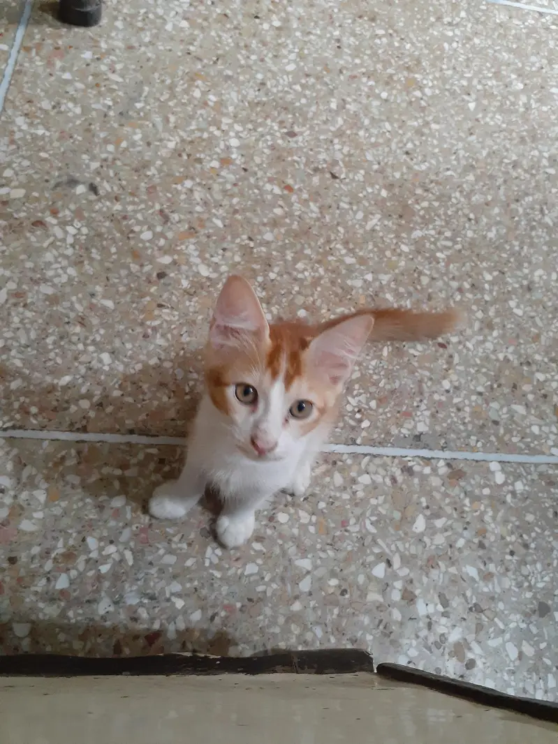 3 male kittens pair — photo 3