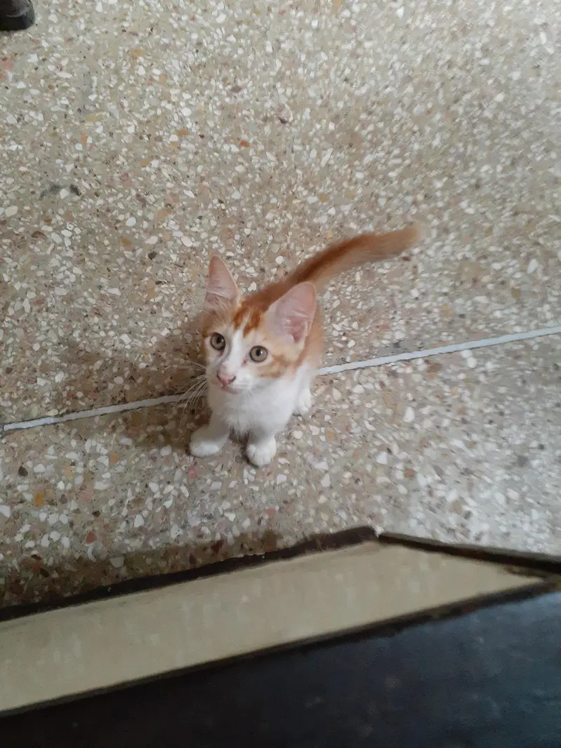 3 male kittens pair — photo 4