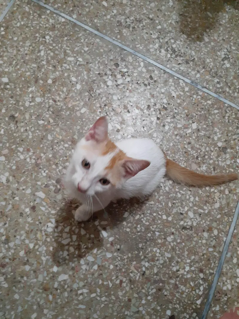 3 male kittens pair — photo 5