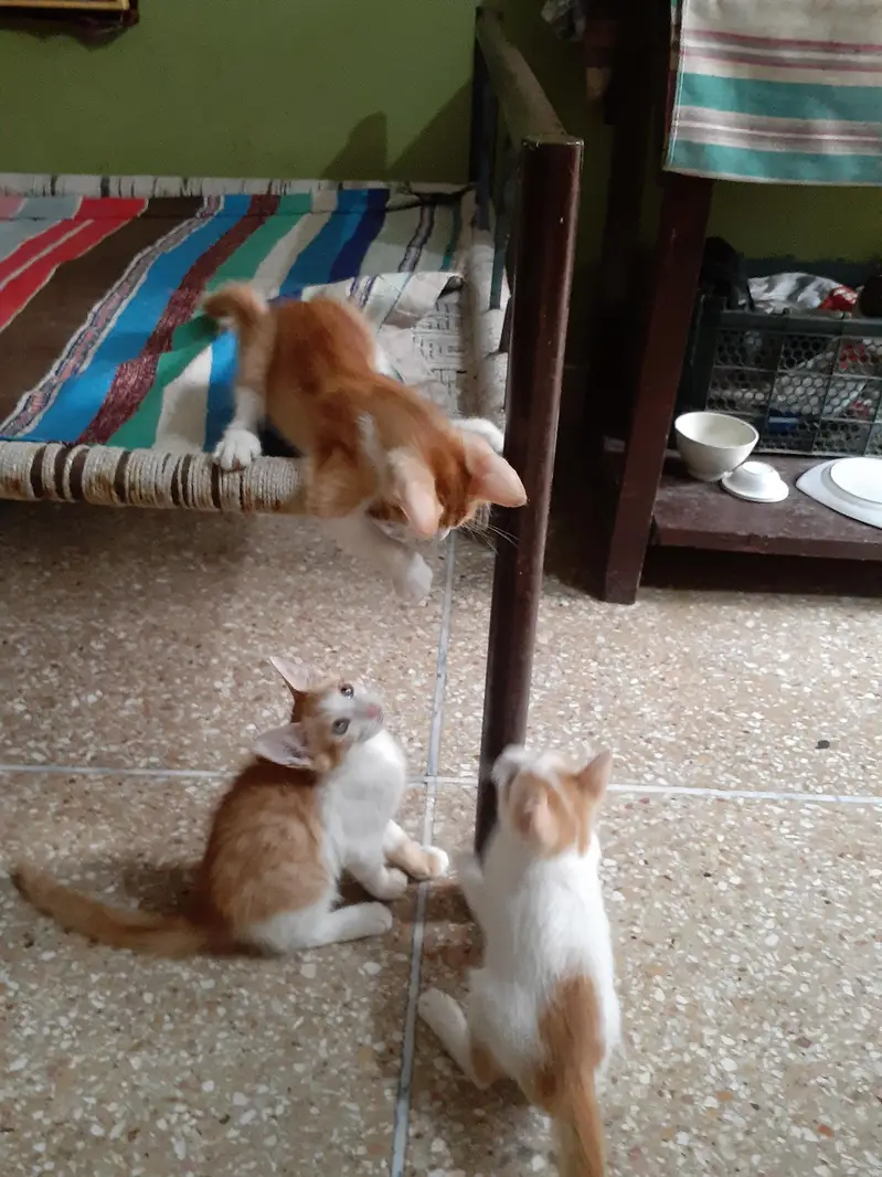 3 male kittens pair — photo 7