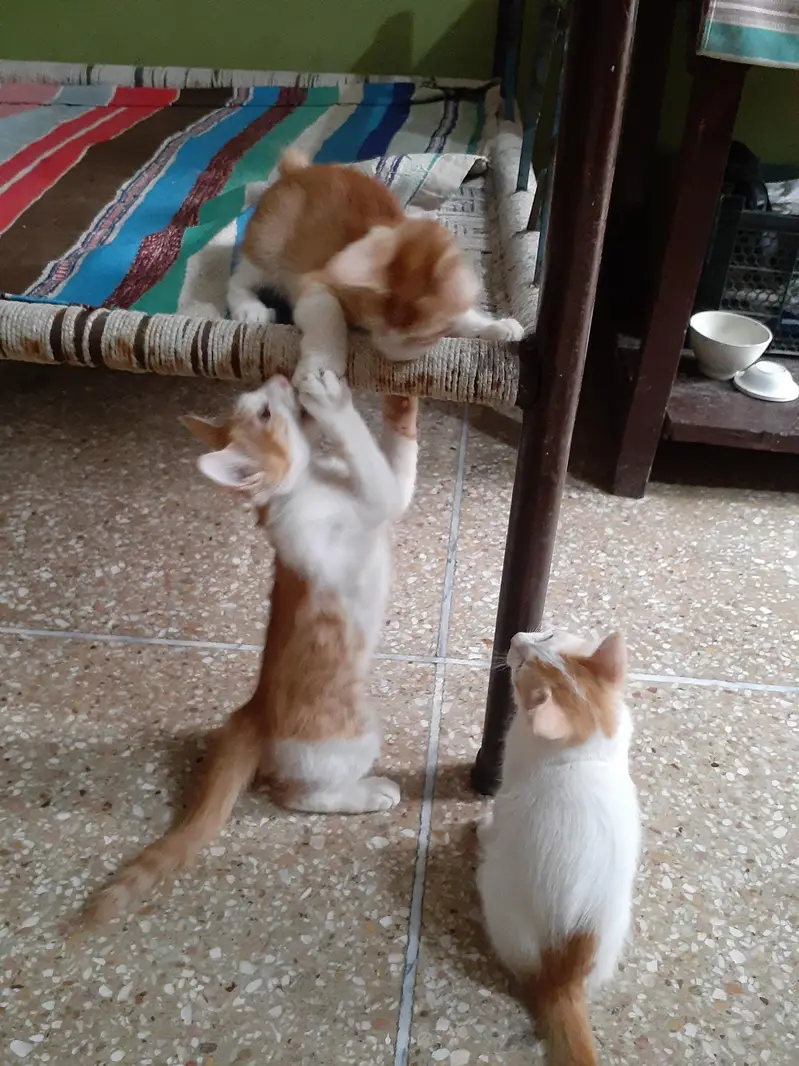 3 male kittens pair — photo 8