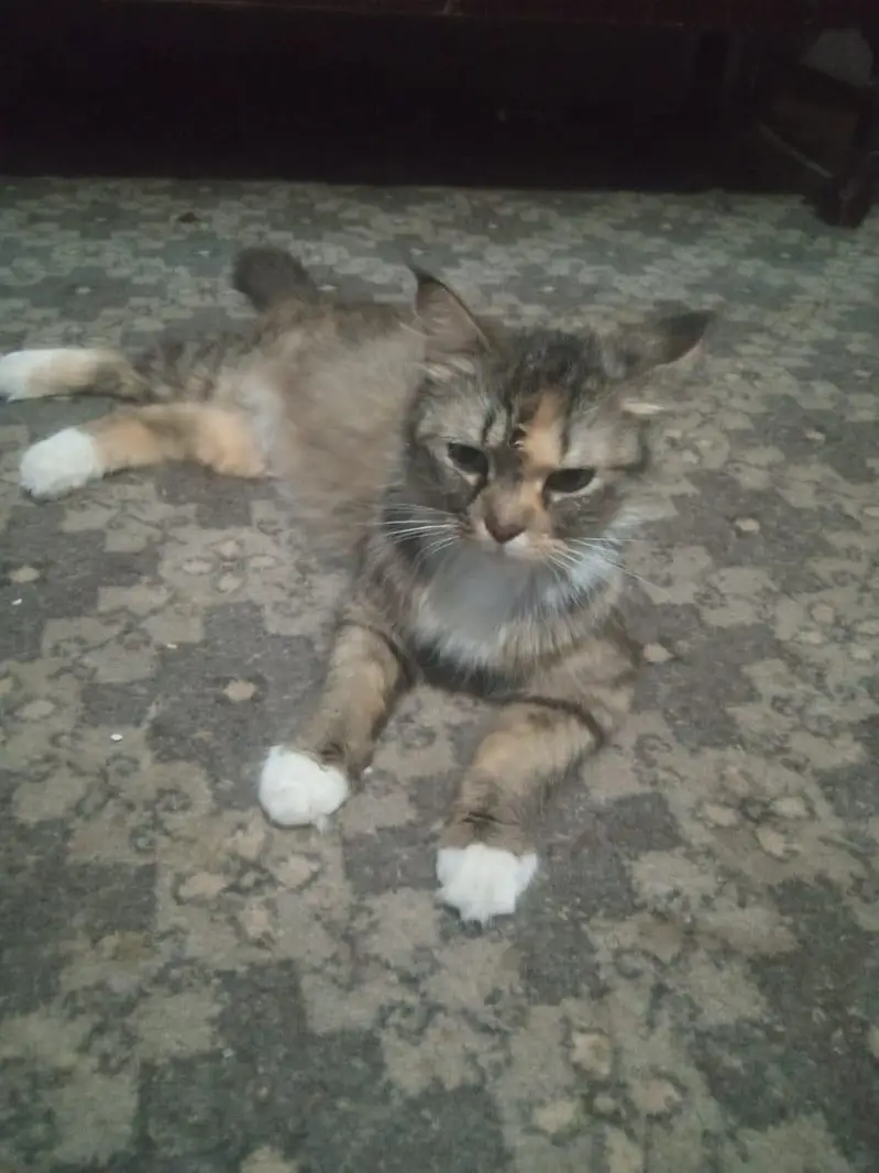 Female Persian cat for sale Lahore — photo 2