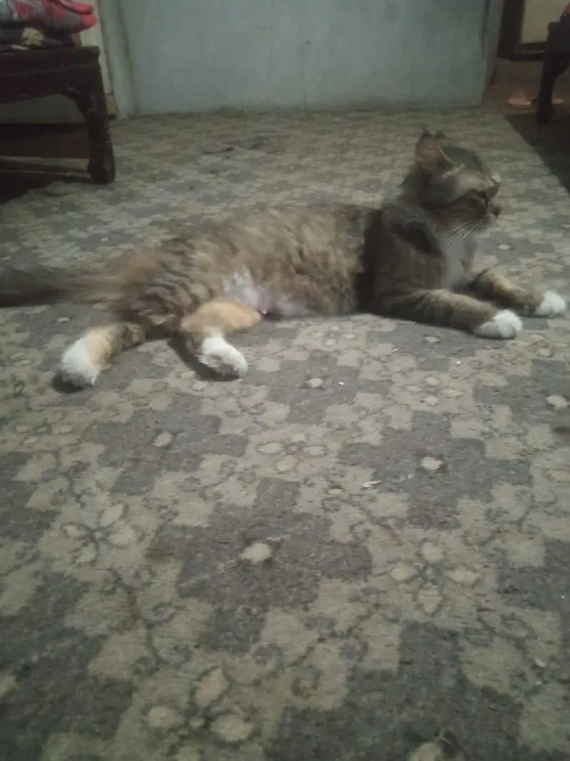 Female Persian cat for sale Lahore — photo 3