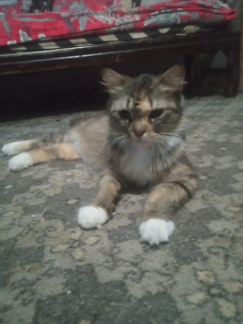 Female Persian cat for sale Lahore — photo 4