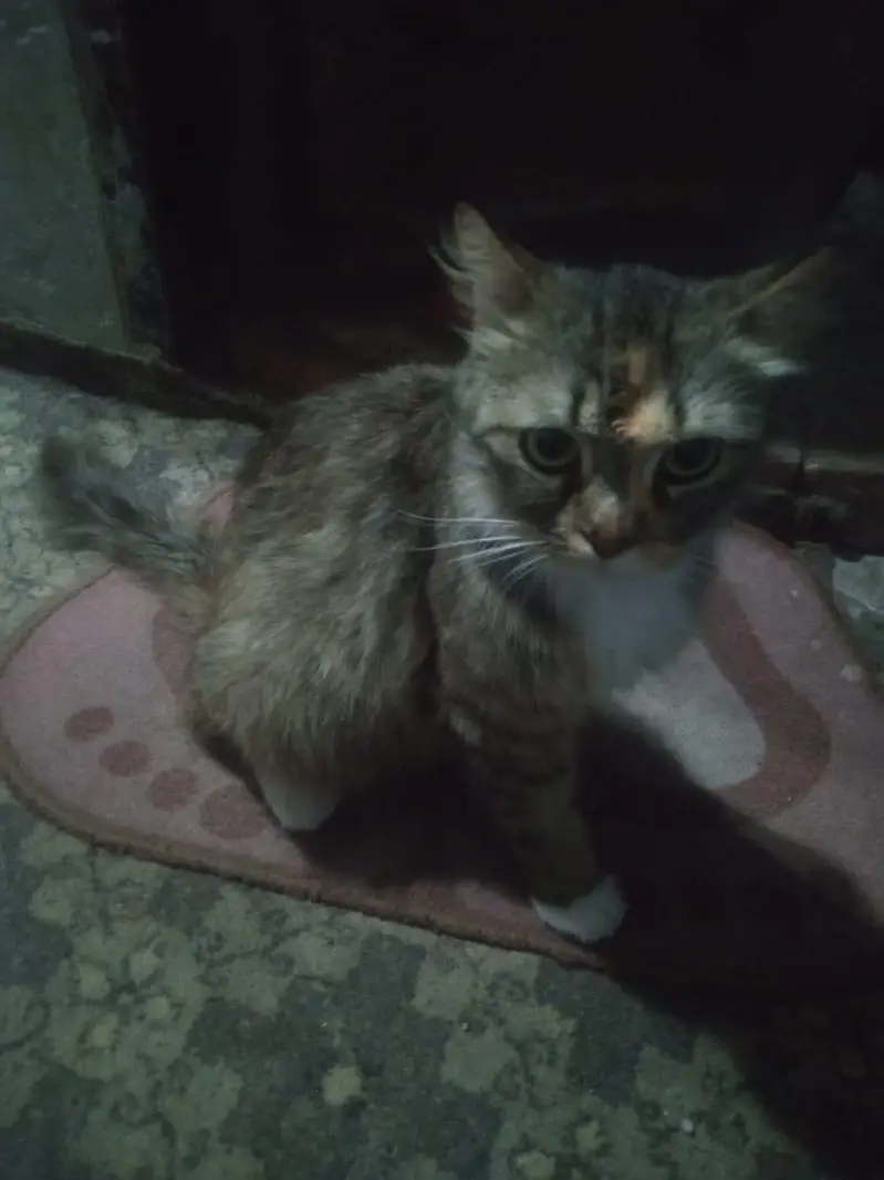 Female Persian cat for sale Lahore — photo 5