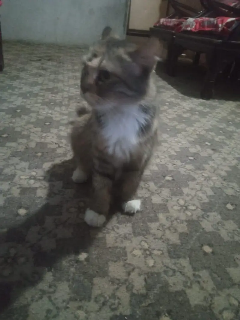 Female Persian cat for sale Lahore — photo 6