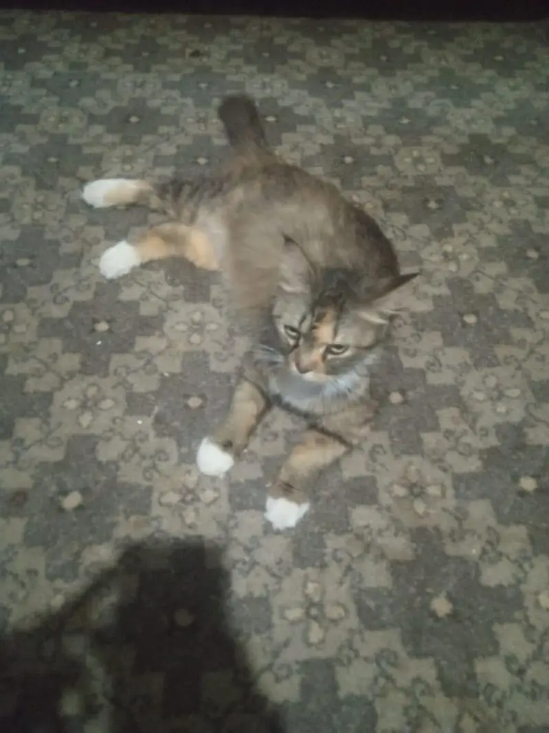 Female Persian cat for sale Lahore — photo 7