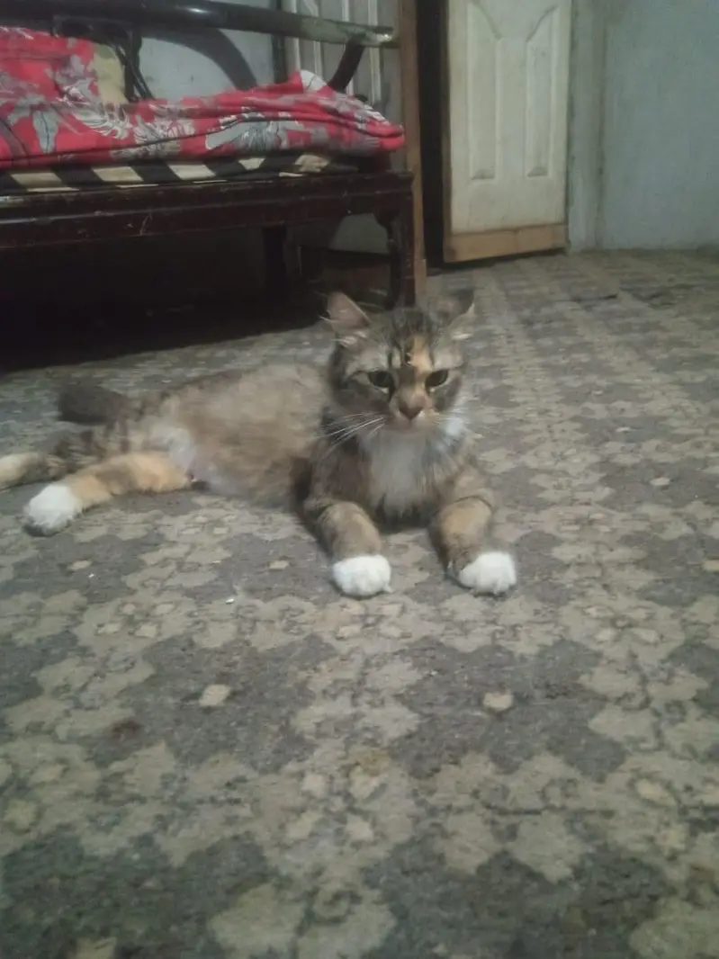 Female Persian cat for sale Lahore — photo 8