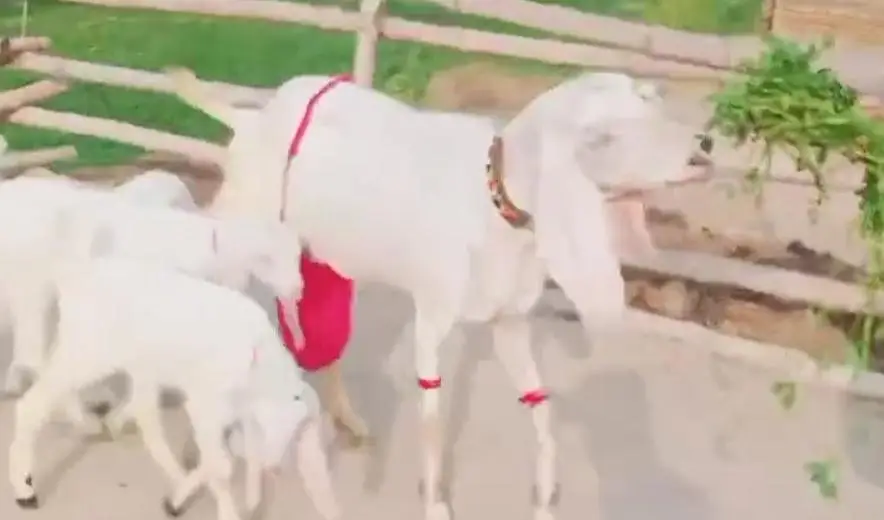 Gulabi Bakri Our 3 Bacchon Ka Sath For Sale/03299224671 — photo 2