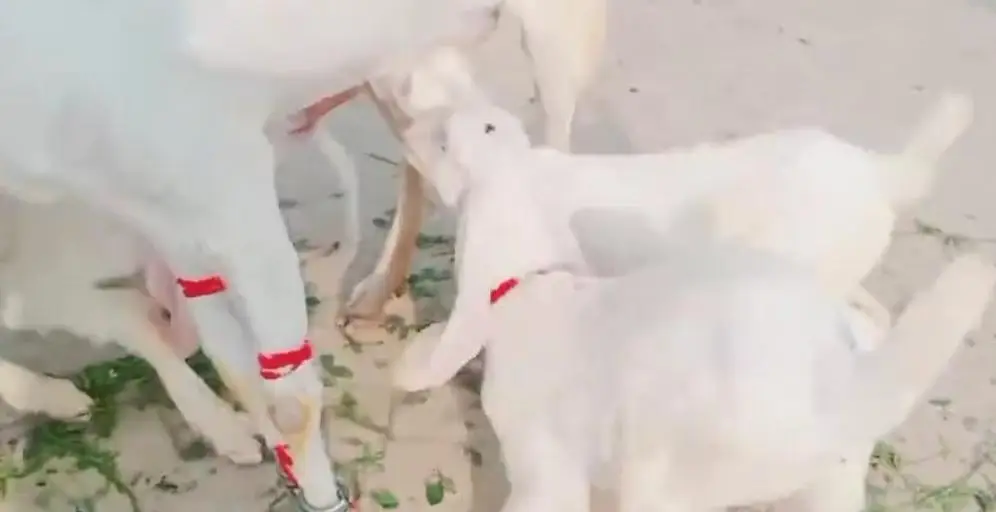Gulabi Bakri Our 3 Bacchon Ka Sath For Sale/03299224671 — photo 4