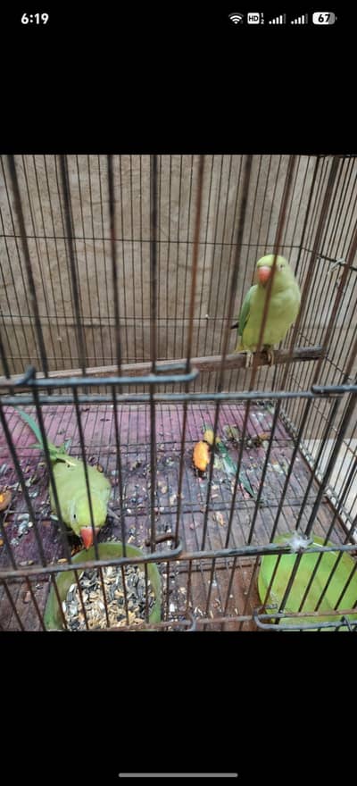 parrots