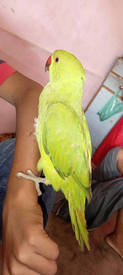 Green Ringneck Hand tamed Parrot For sale