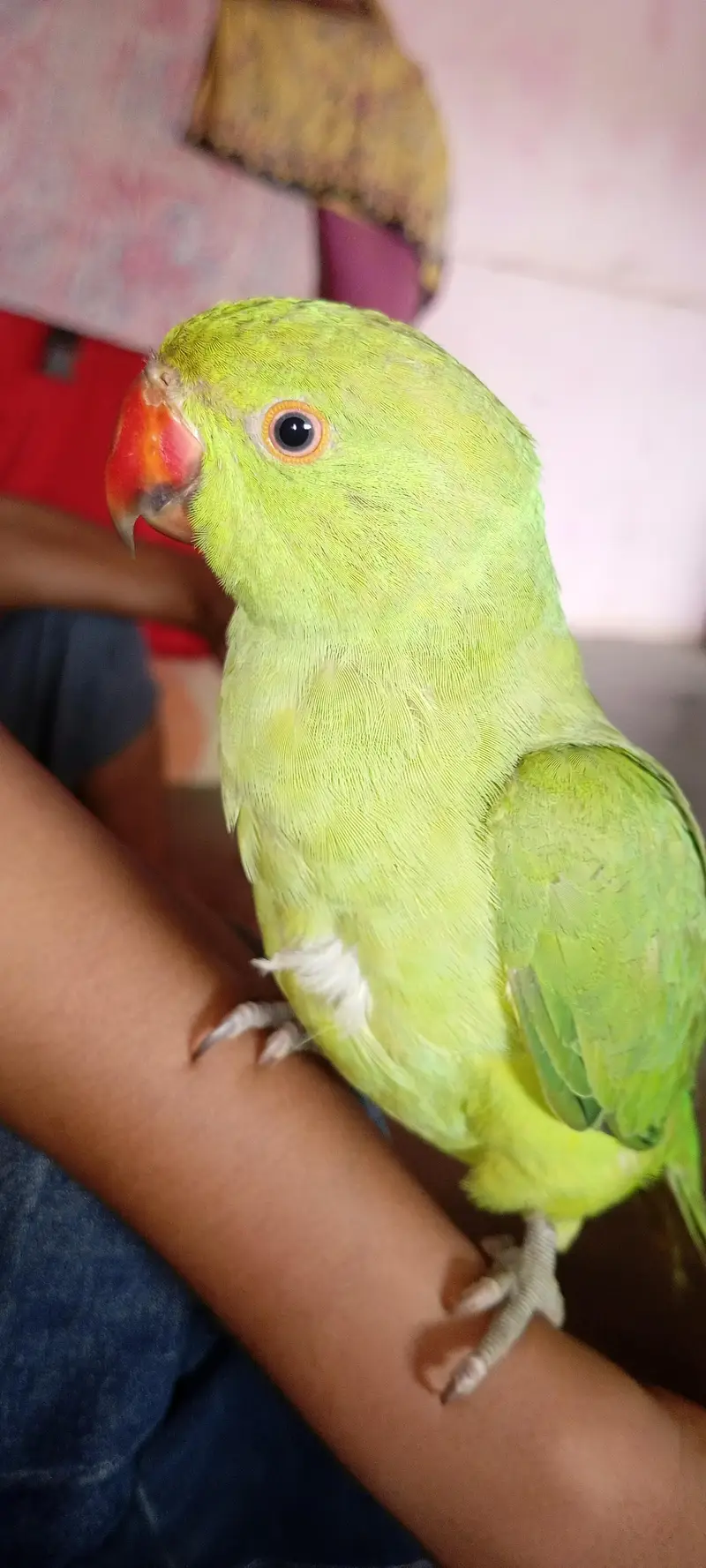 Green Ringneck Hand tamed Parrot For sale — photo 2