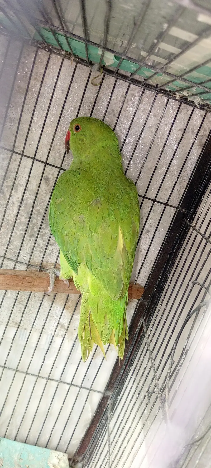 Green Ringneck Hand tamed Parrot For sale — photo 3