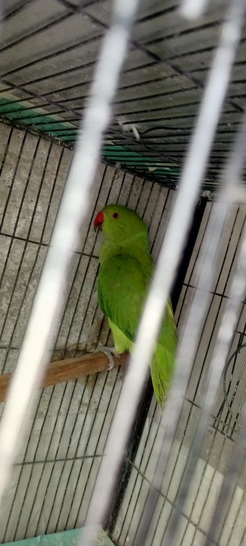 Green Ringneck Hand tamed Parrot For sale — photo 4