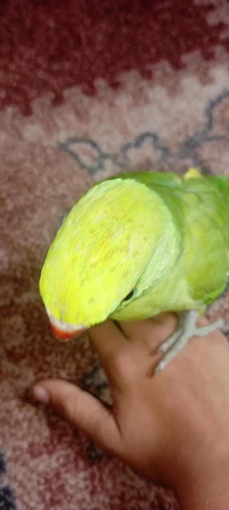 Green Ringneck Hand tamed Parrot For sale — photo 5