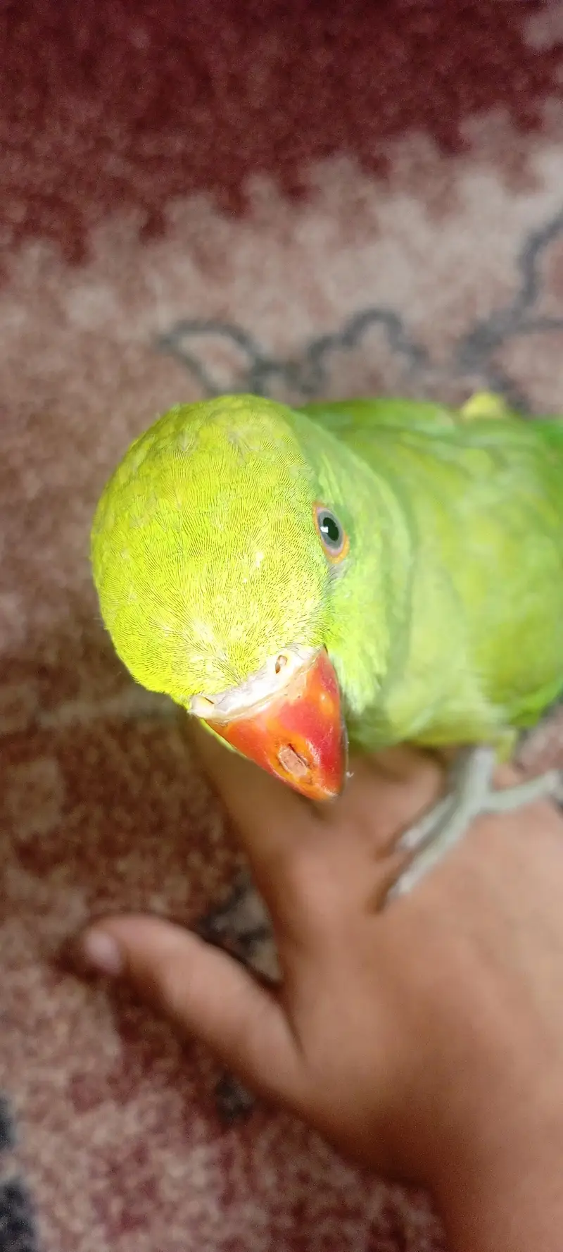 Green Ringneck Hand tamed Parrot For sale — photo 6