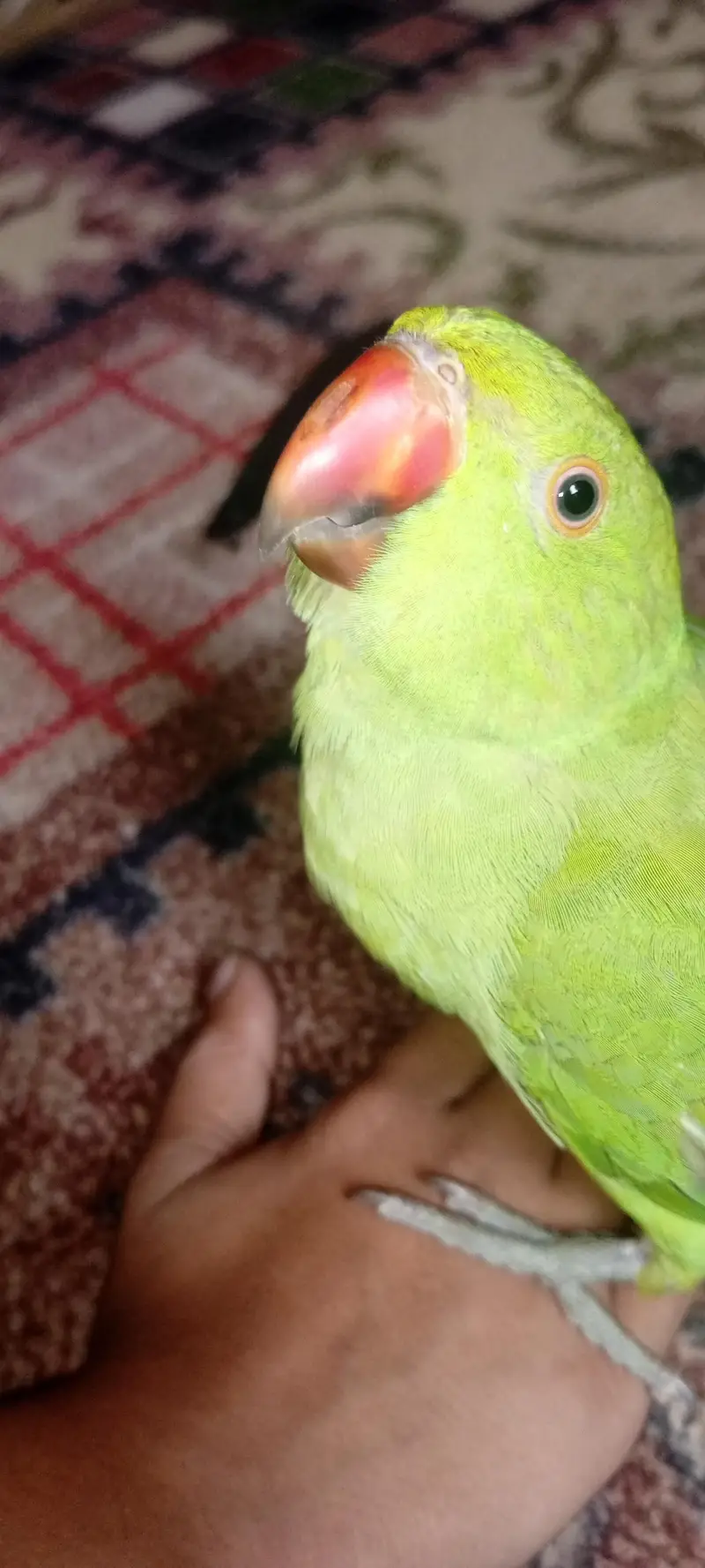 Green Ringneck Hand tamed Parrot For sale — photo 7