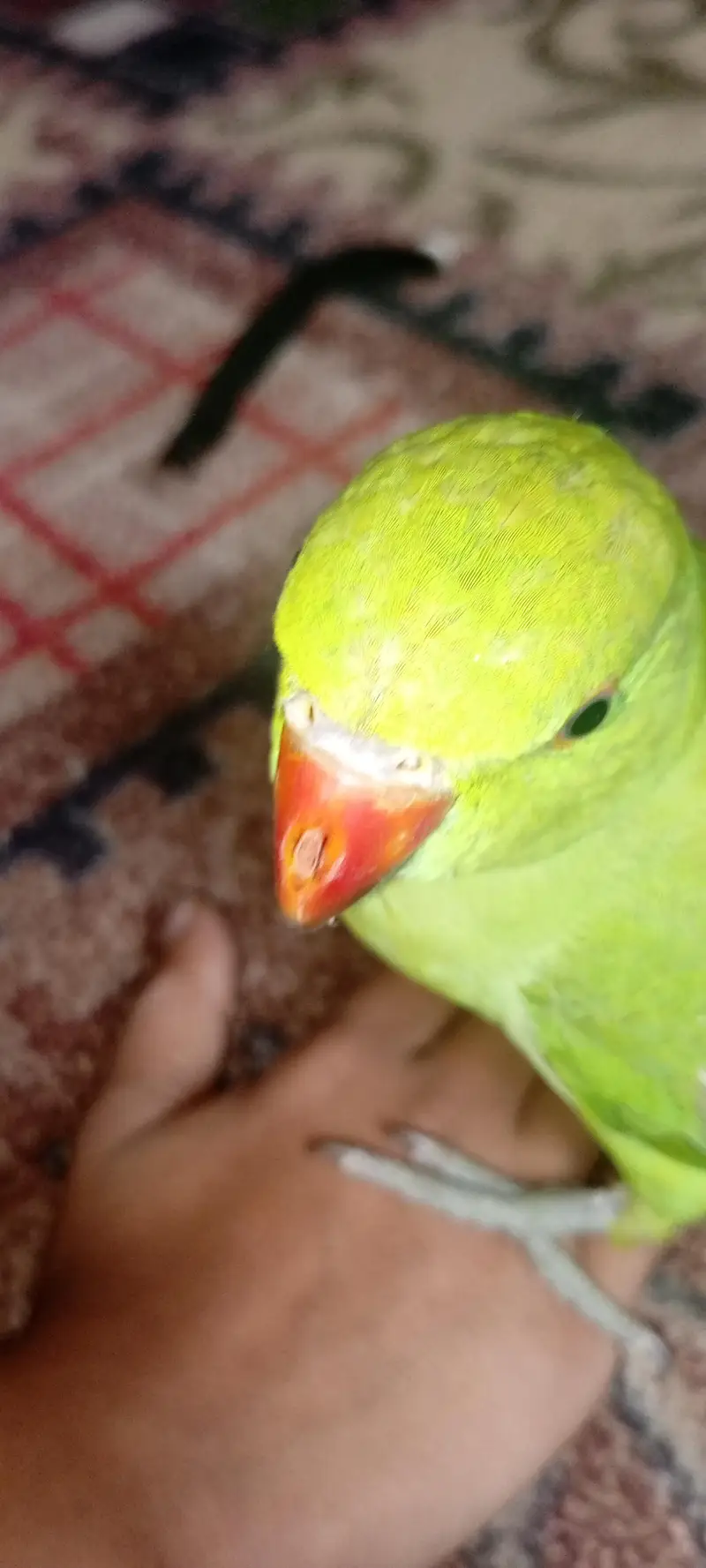 Green Ringneck Hand tamed Parrot For sale — photo 8